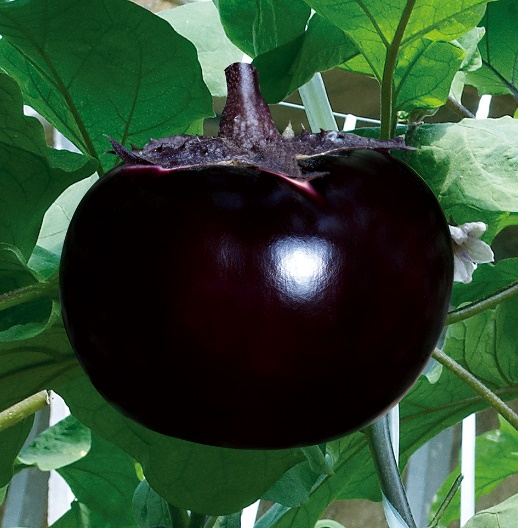 ͼƬ45